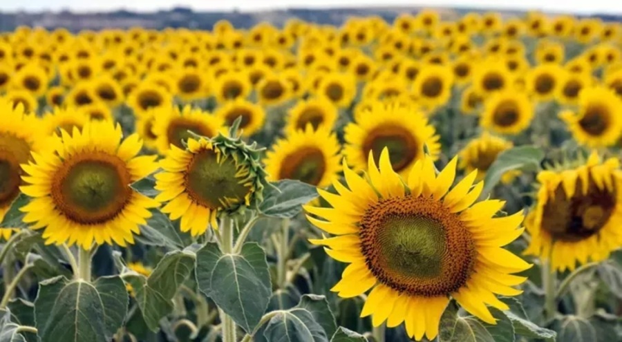 İklim değişikliği en çok ayçiçeğini etkileyecek