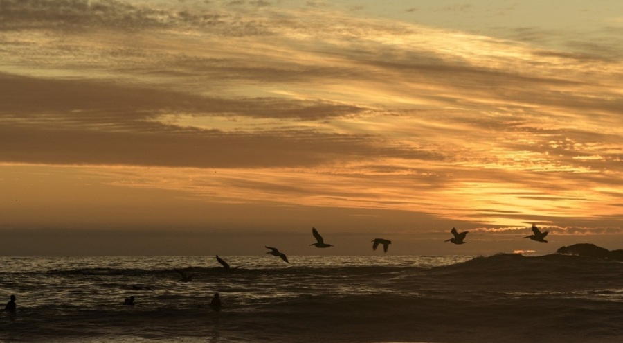 Rekor sıcaklıklar okyanus ekosisteminde değişimlere yol açıyor
