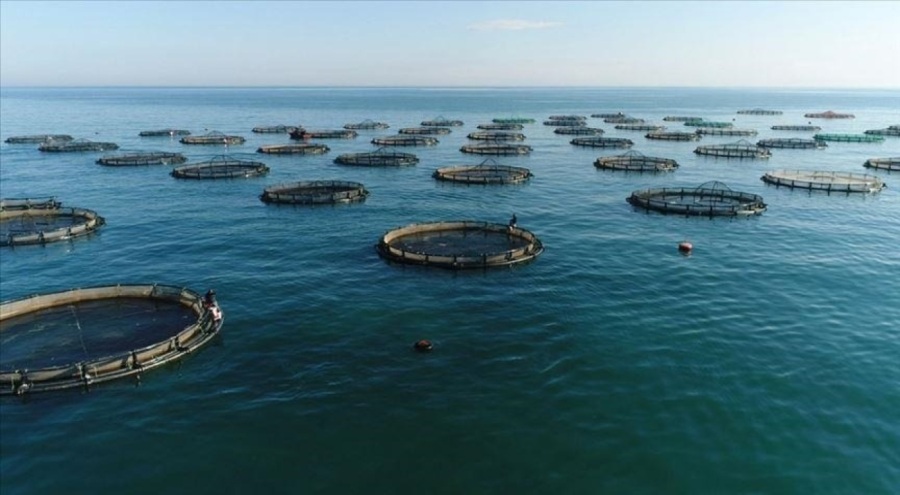 Su ürünü yetiştiriciliğinde yeni düzenleme