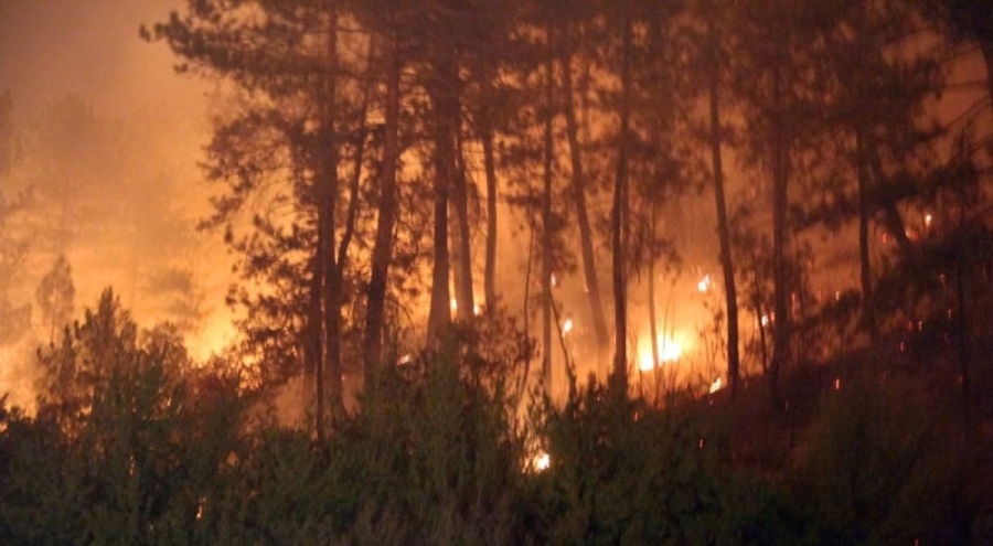 Sigara izmaritiyle kül olan orman yeniden canlandırıldı