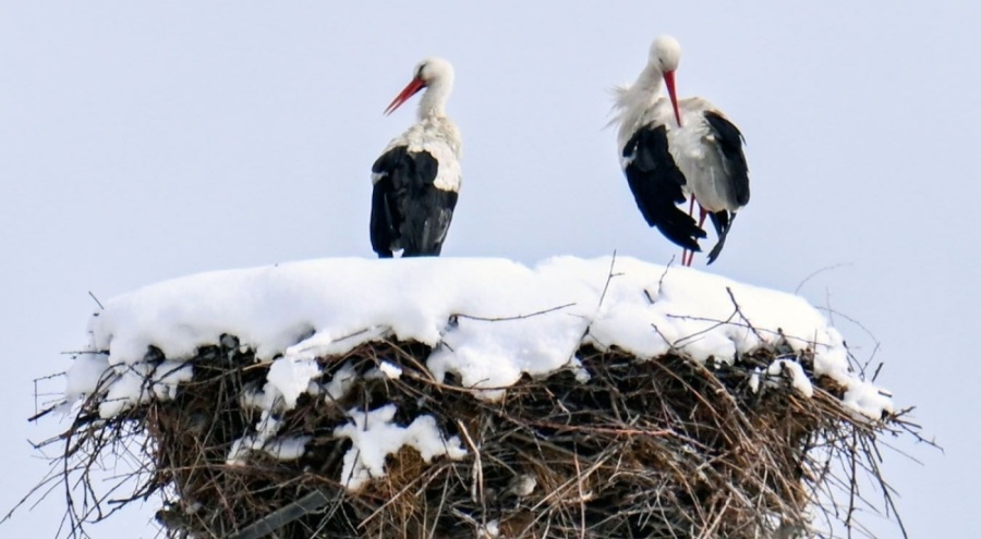 Baharı bekleyen leyleklere kar sürprizi