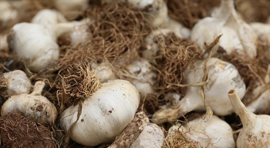 Araban sarımsağı Avrupa Birliğin'den coğrafi işaret tescili aldı