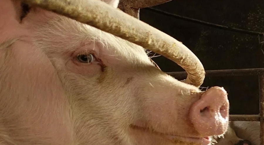 ABD'de hastaya genetiği değiştirilmiş domuz böbreği nakledildi