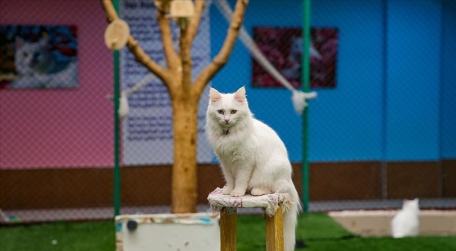 Van kedisinin orjinal formuna yakın hayvan sayısı artıyor