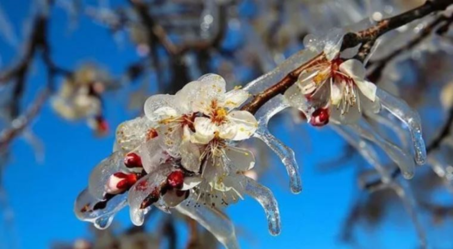 Meteoroloji'den zirai don uyarısı yapıldı