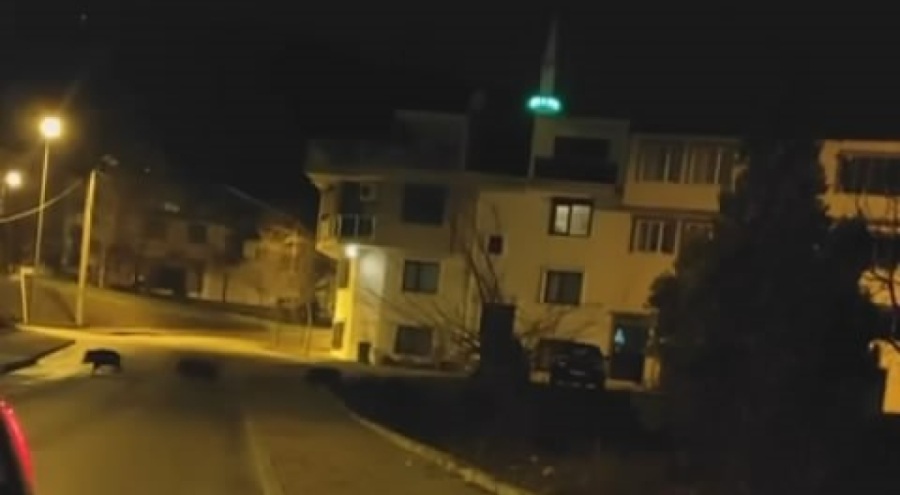 Bursa'da domuzlar yine aç kaldı! Şehir merkezine indiler