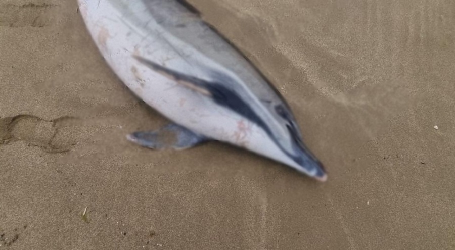 Sinop'ta kıyıya vurmuş ölü yunus bulundu