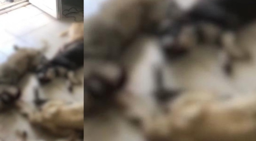 İzmir'de onlarca köpek katledildi iddiası!