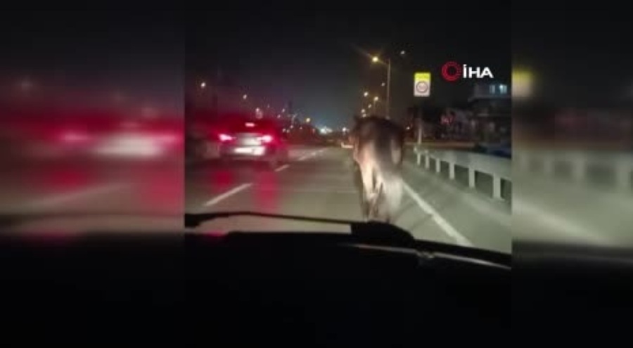 Bursa'da başıboş atlar yola atladı!