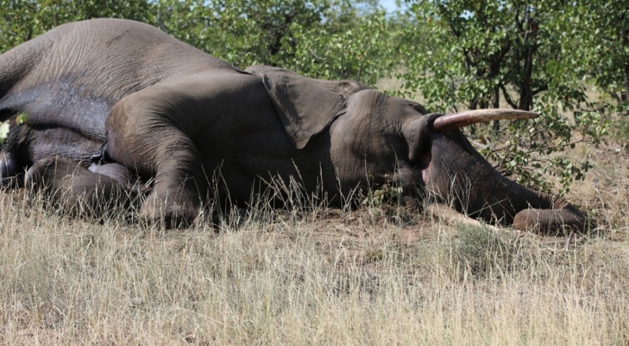 Vahşi yırtıcıları böyle öldürüyorlar!