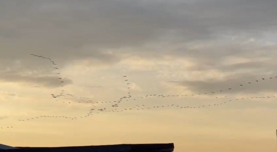 Pelikan sürüsünden Bursa semalarında görsel şölen!