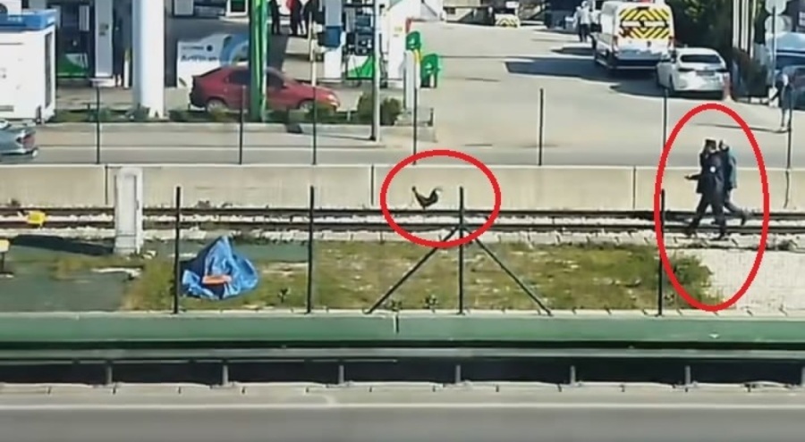 Bursa'da şaşkına çeviren görüntü! Metro raylarına horoz girdi
