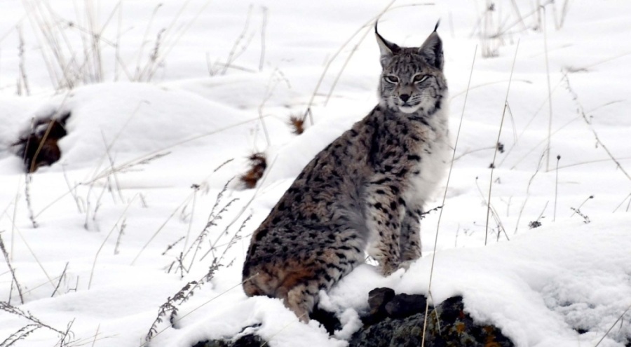 Kafkas vaşağı karlı arazide gündüz avlanırken görüntülendi