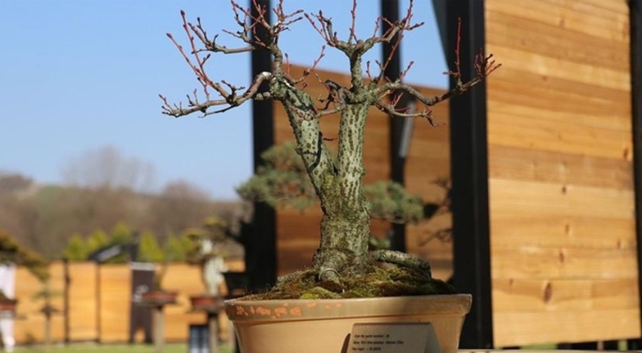 Yalova'da Türkiye'nin ilk 'bonsai müzesi'  açıldı