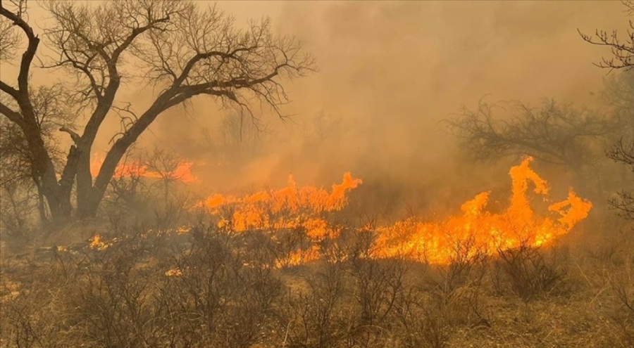 Meksika'da eyaletlerde 58 orman yangını çıktı
