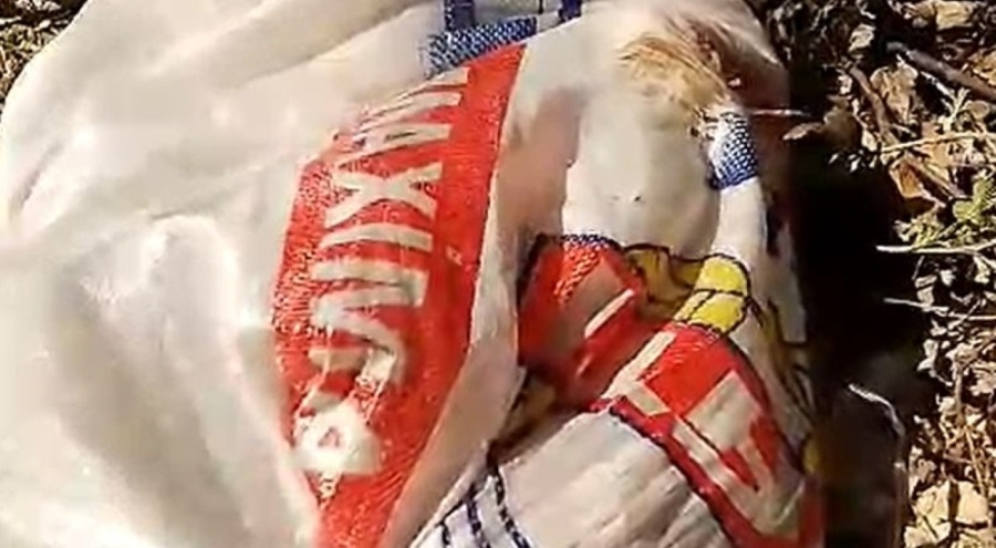 Köpek yavruları çuvallarda bulundu!