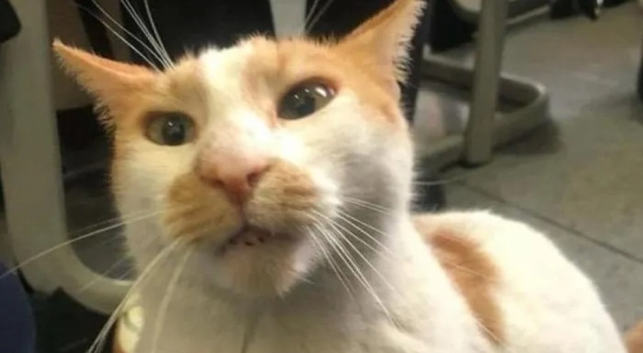 Kedi Faruk'u "Sınav gözetmeni 5. kattan itti" iddiası