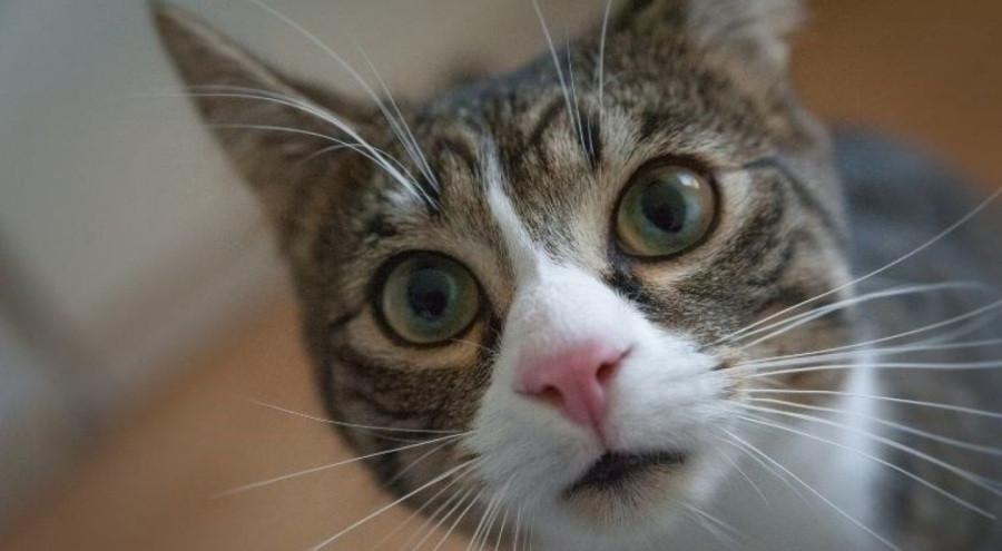 Ölen kedisini diriltmek için 50 bin dolar harcadı