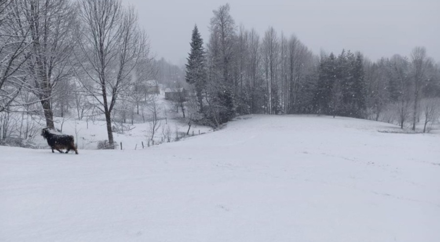 Sakarya'nın yüksek kesimlerinde lapa lapa kar yağıyor