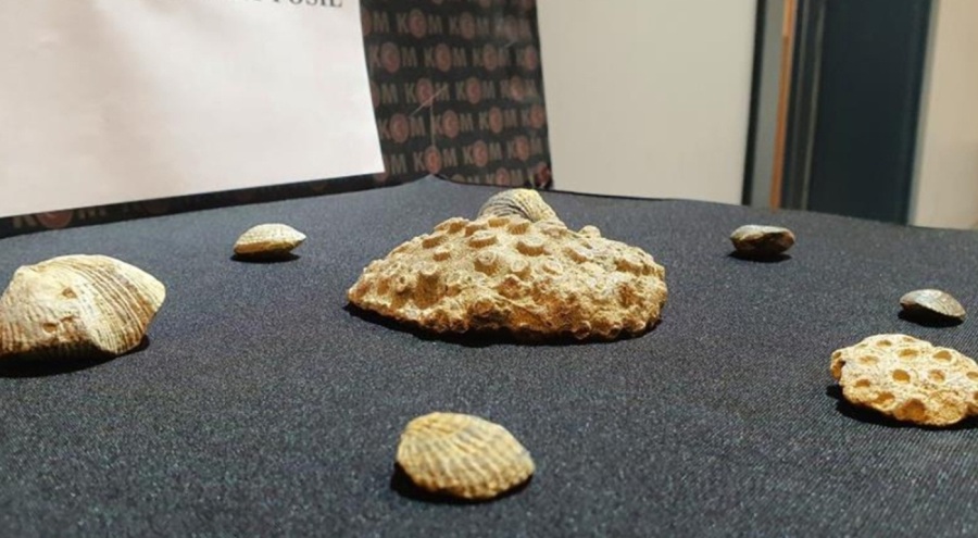 Kayseri'de 10 milyon yıllık 8 parça fosil ele geçirildi