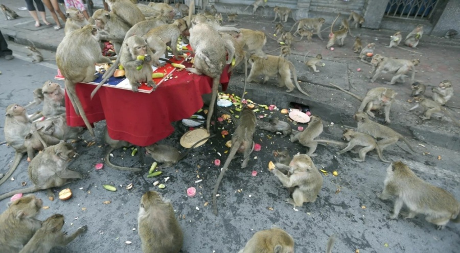 Şehri istila etmişlerdi: Tayland'da maymunlar toplatılıyor