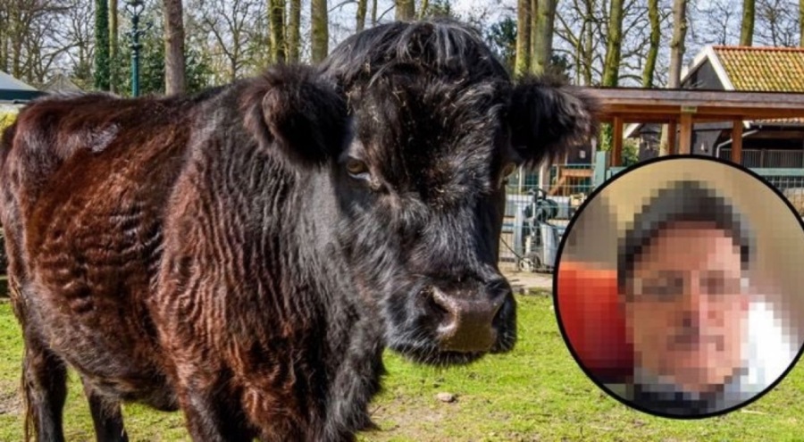 Hollanda bu iğrenç olayı konuşuyor! Türk vatandaşı ineğe defalarca tecavüz etti