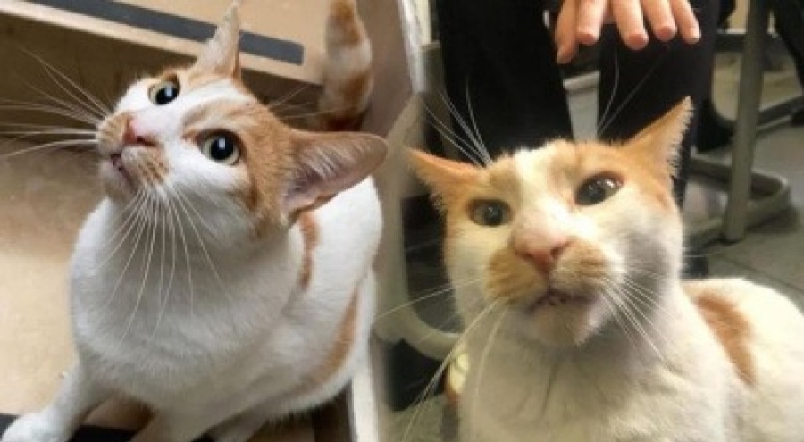 Kedi Faruk'u okulun 5'inci katından atanın kim olduğu belli oldu