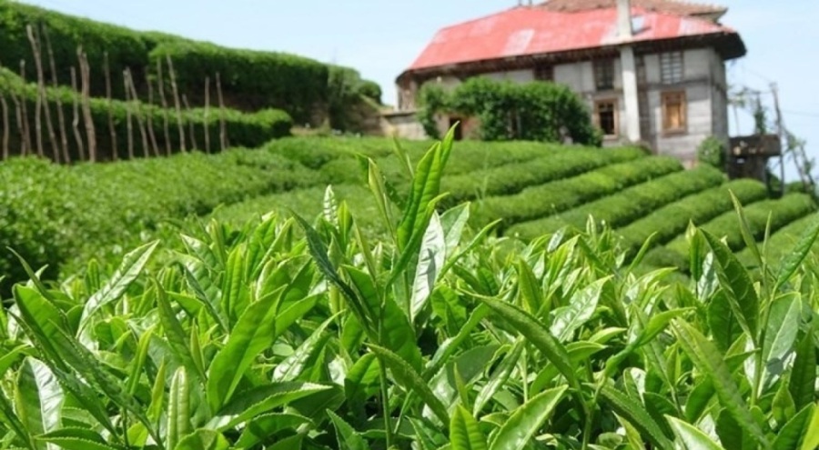 Çay destek ödemesi bugün hesaplarda!