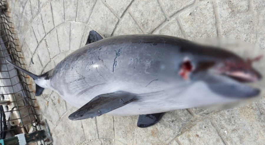 Yer Kocaeli: Öldürülen yunuslar sahile vurdu...