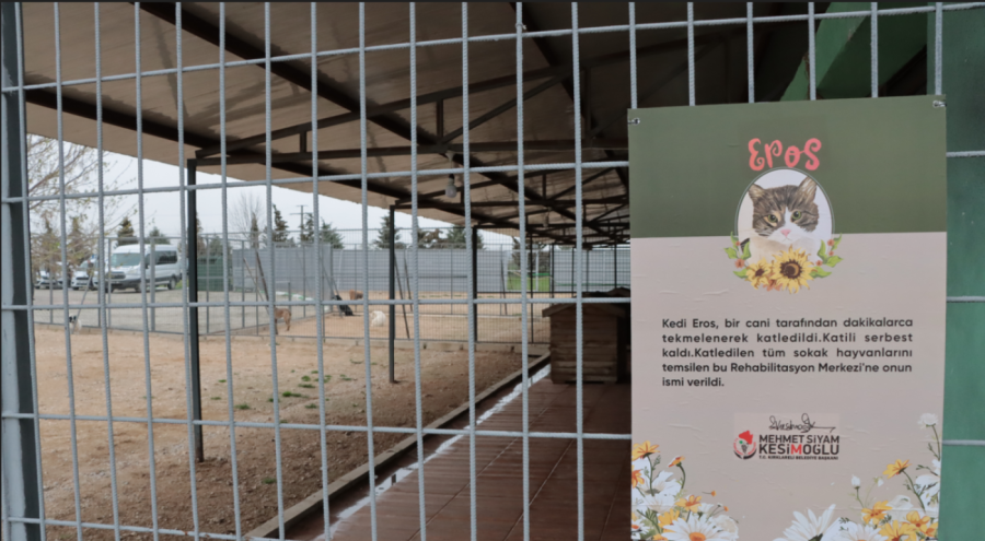 Katledilen kedi "Eros"un adı Kırklareli'nde yaşatılacak
