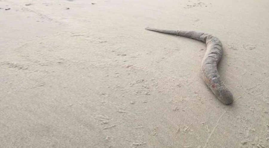 Kan emici vampir balık 6 yıl sonra sahil kıyısında yeniden görüldü