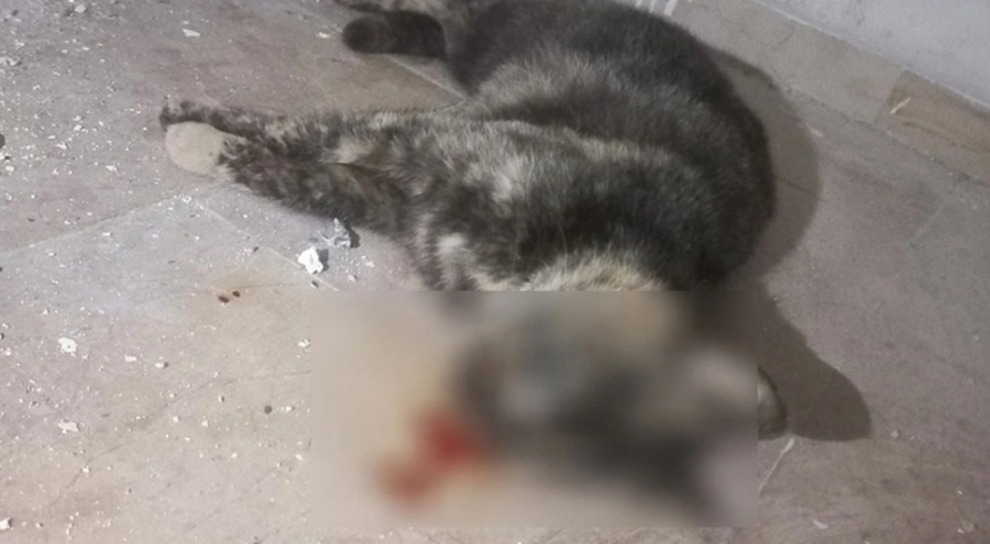 İstanbul'da Tontik isimli kedi vahşice katledildi