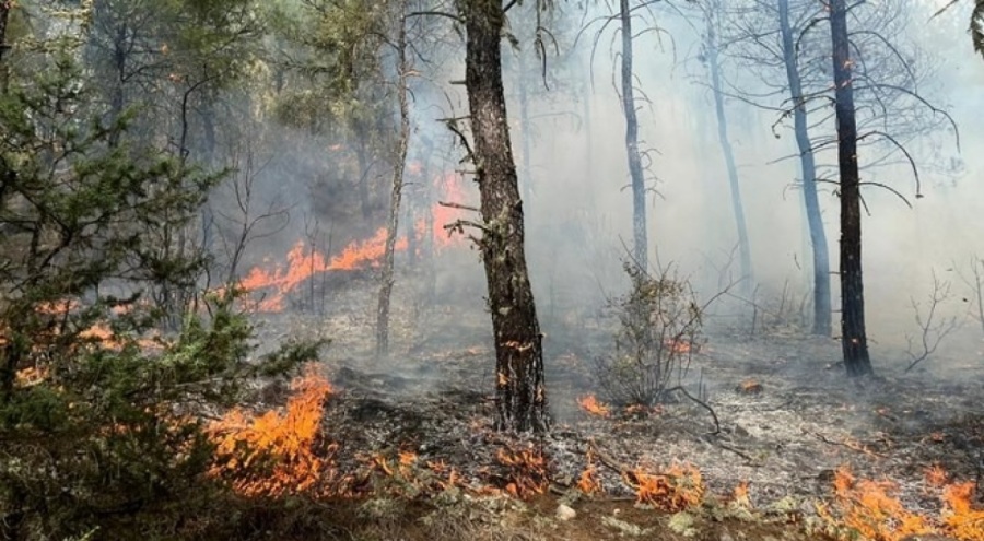 Sinop'ta orman yangını sonucu 5 hektarlık alan zarar gördü