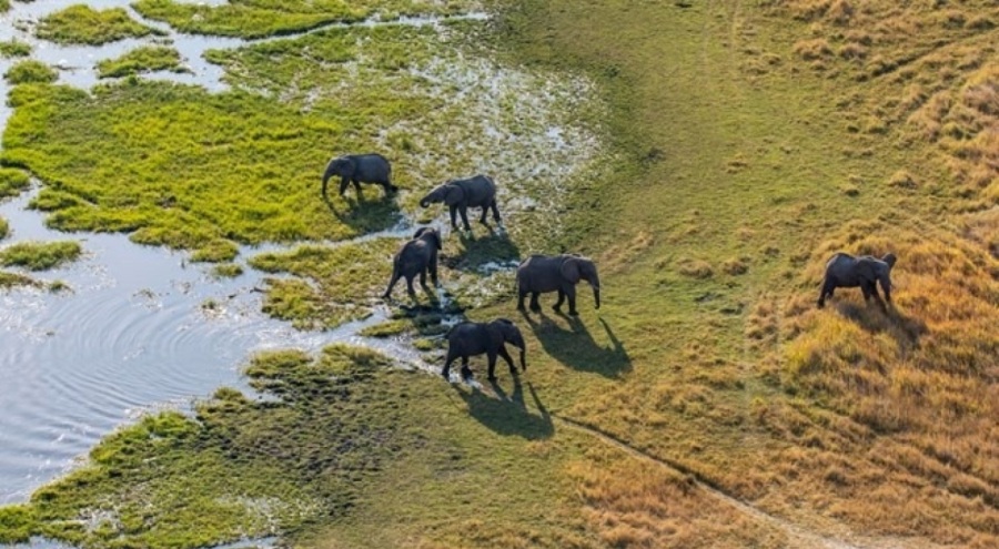 Botsvana'dan Almanya'ya 20 bin fil gönderme tehdidi