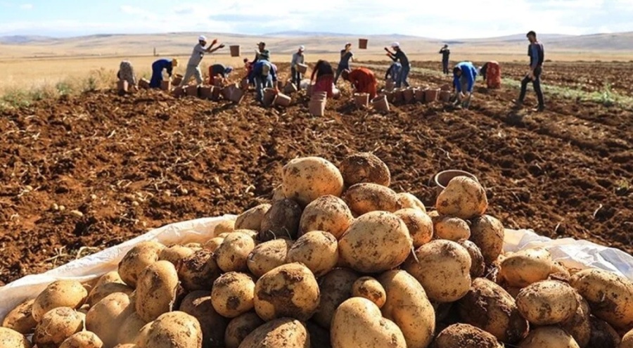 Hasat başladı: İstanbul'a ücretsiz yollasak 6 liraya satılır