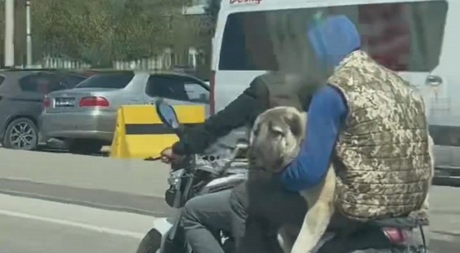 Bursa'da trafikte köpekli yolculuk tehlikesi