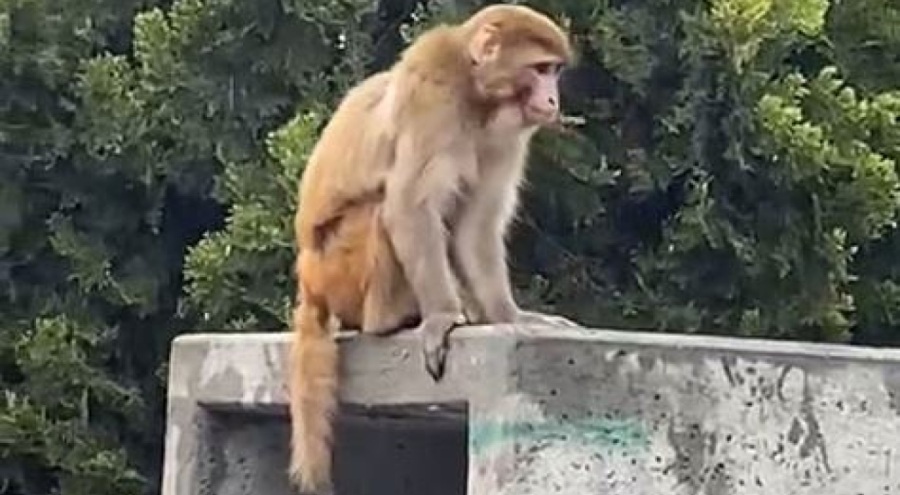İstanbul'da firari maymun paniği!