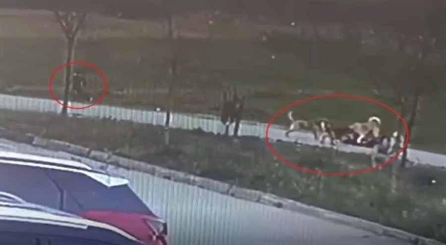 Bursa'da baba ve oğluna saldıran köpekler sahipli çıktı