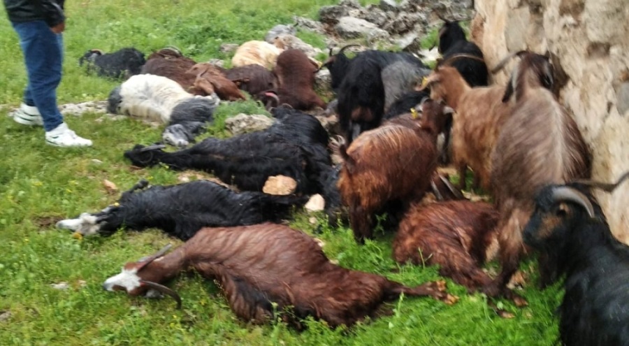 Ahıra yıldırım düştü! 31 küçükbaş öldü