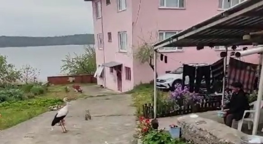 Bursa'da balıkçı Adem Yılmaz, Yaren Leyleği 'bayram şekerin' diyerek balıklarla besledi