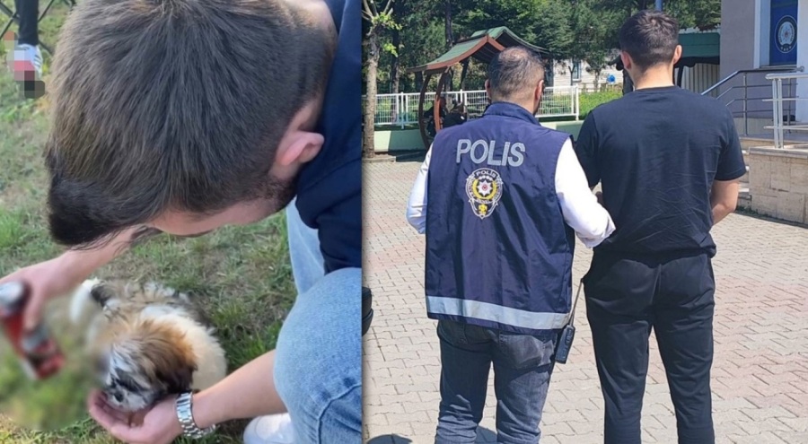 Bu nasıl vicdansızlık! Köpeğe alkol içirdi