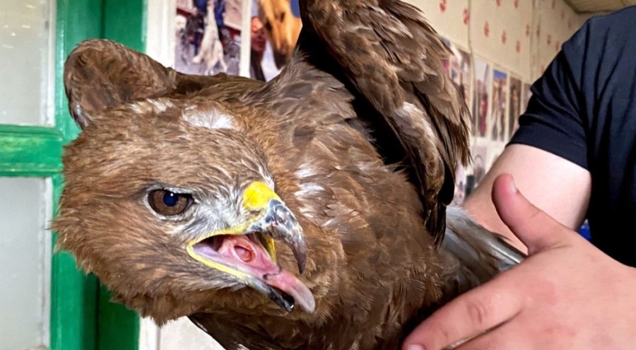 Kızıl şahin tedavi edildikten sonra doğaya bırakılacak