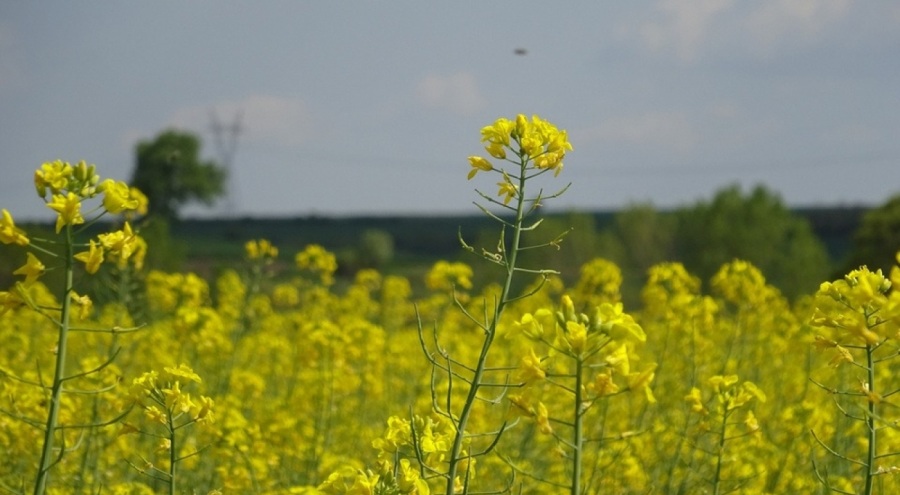 Kırklareli'nde çiçek açan kanola bitkisi tarlaları sarıya boyadı