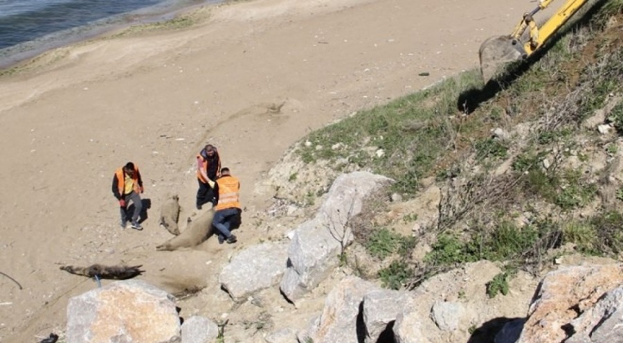 Ölü yunuslar karaya vurdu