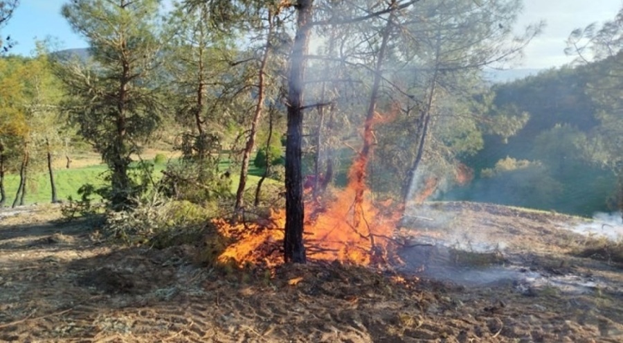 Sinop'ta orman yangını! 5 hektarlık alan yandı