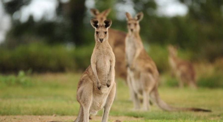 Avustralya'da nesli tükenmiş yeni kangurular türü keşfedildi
