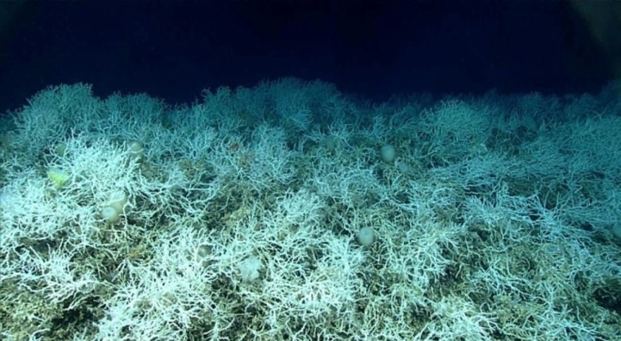 Mercanlar dördüncü kez ağardı