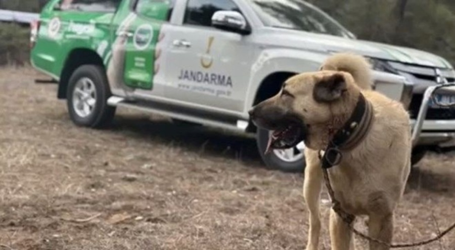 Köpek dövüştüren 14 kişiye 93 bin 808 lira ceza