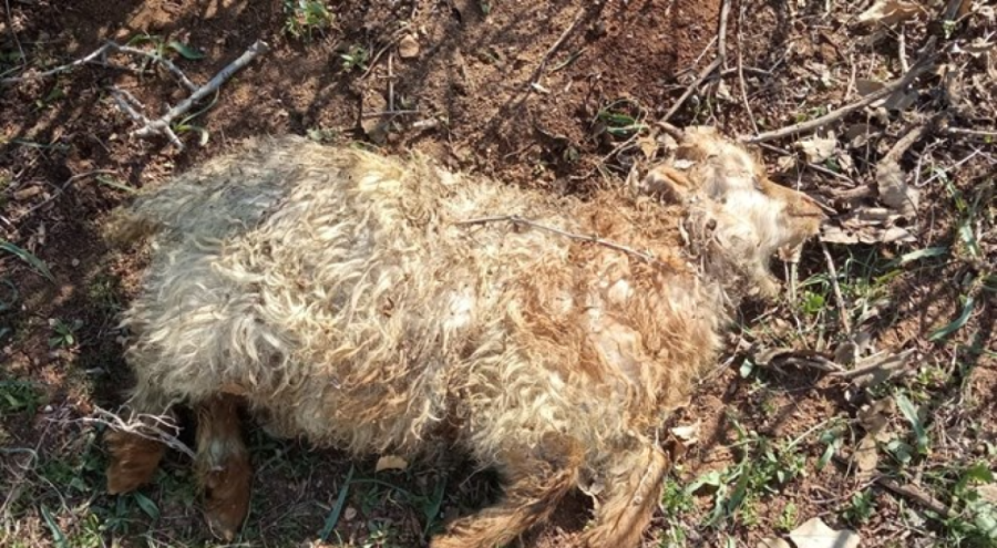 Küçükbaşlar, kurtların saldırısında öldü