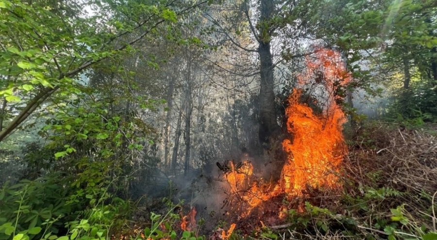 Bahçe temizliği için yakılan ateş, ormanın 5 dönümlük alan kül oldu